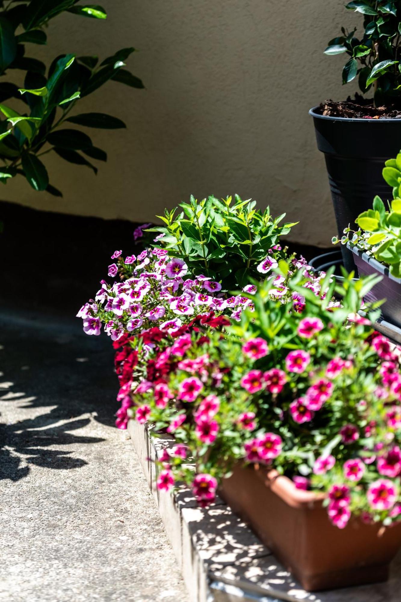 Flower Apartment Heviz Luaran gambar